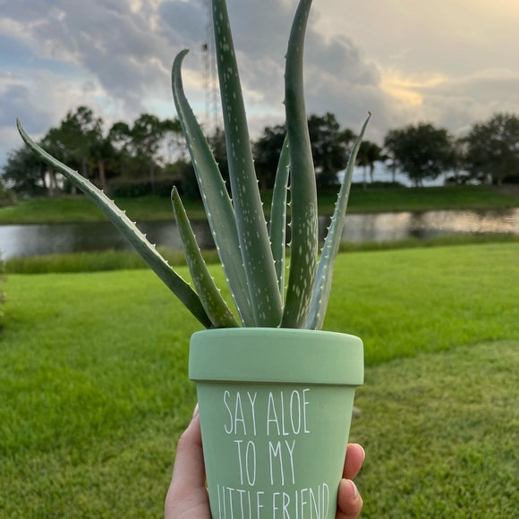 custom plants - Picture 2 of 6